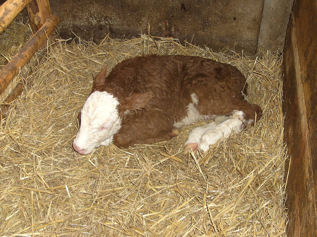 Das j&uuml;ngste K&auml;lbchen