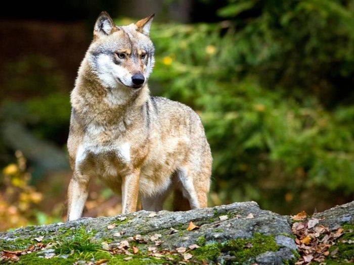 Wolf