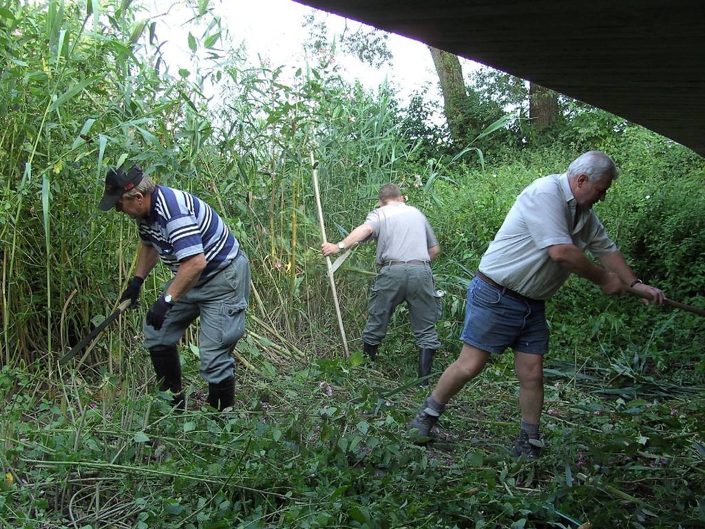 Springkrautentfernen 09