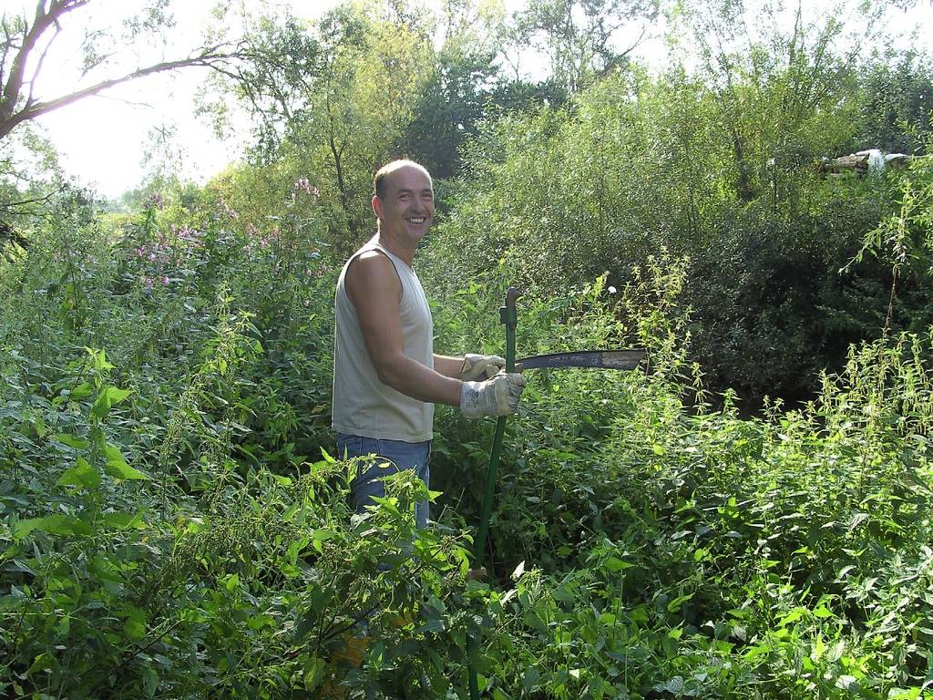 Springkrautentfernen 09