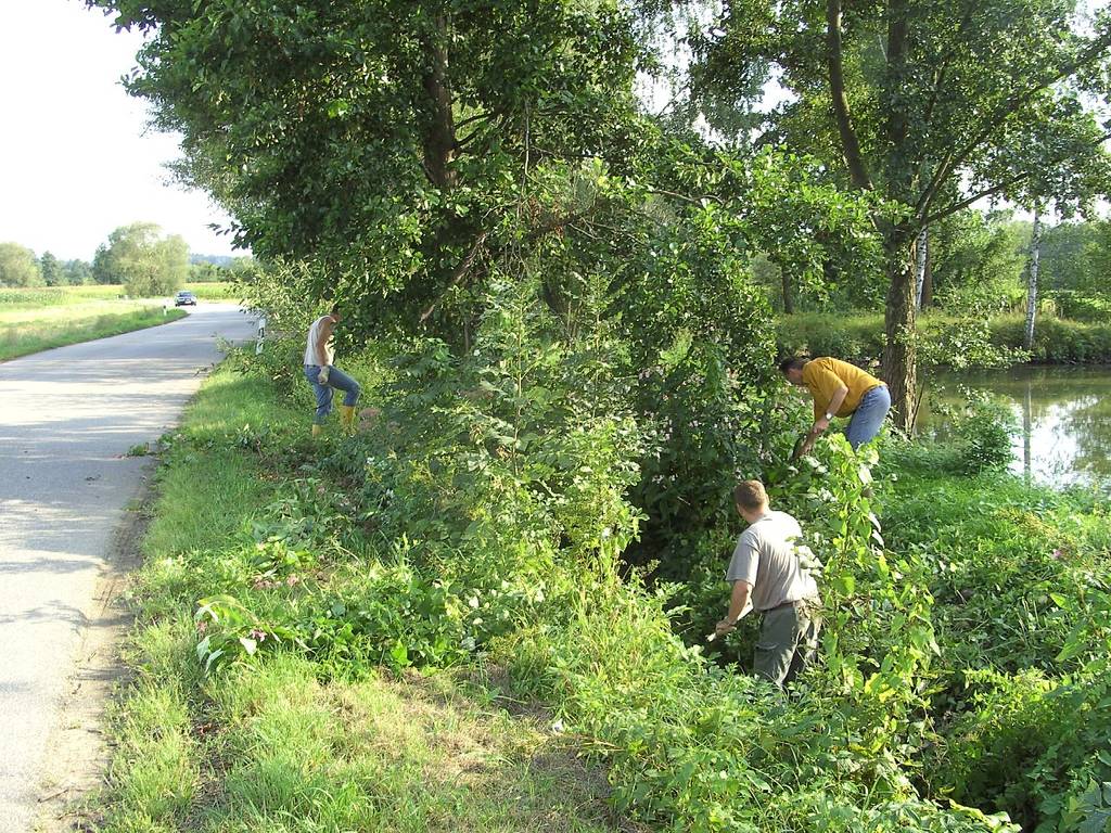 Springkrautentfernen 09