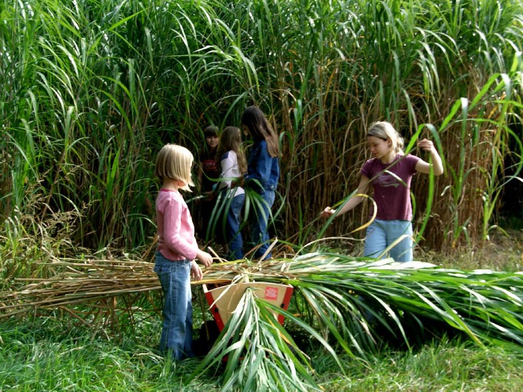 Beim Schilfholen